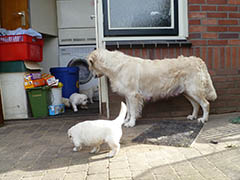 De wereld steeds groter