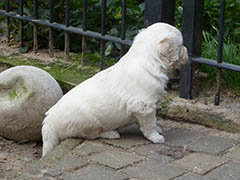 Groener gras bij de buren