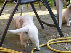 Stoeien onder de stoelen