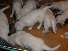 Eten als een grote hond