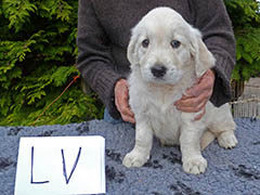 Links voor