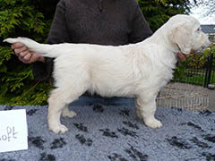 Schoft