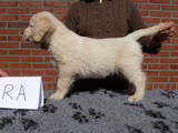 Reu - rechts voor