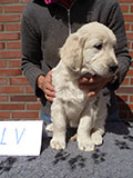 Links voor